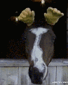 140092917920.gif