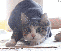 140092921191.gif